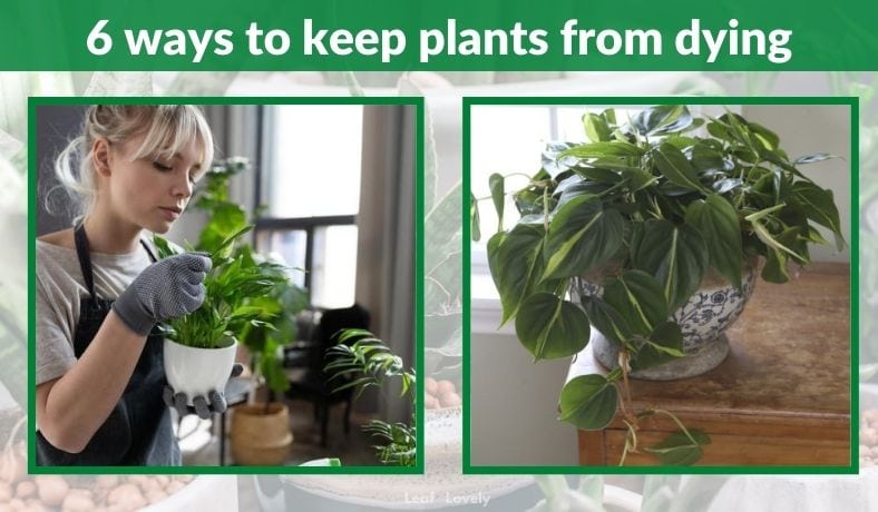 6 ways to keep plants from dying
