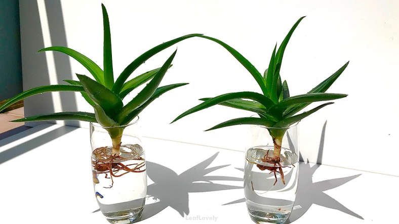 Aloe vera plant in water examplw