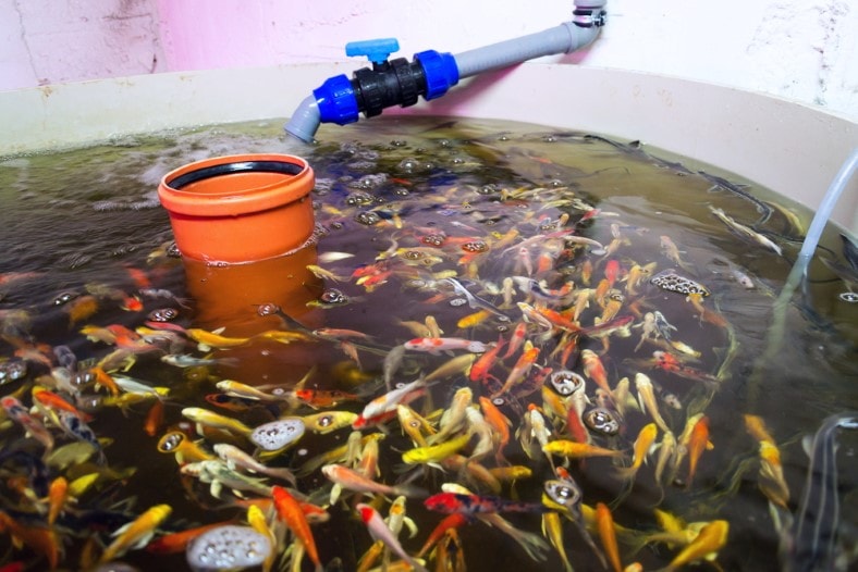 aquaponics fish tank example