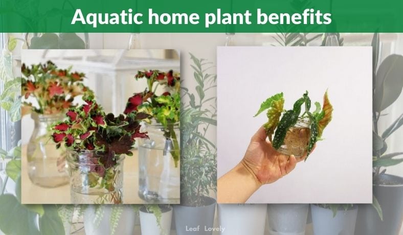 benefits of adding aquatic plants to your home