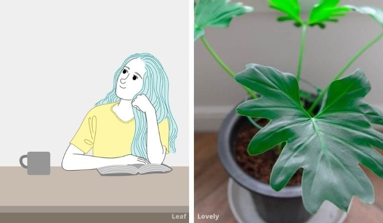 benefits of having big leave plants in your home
