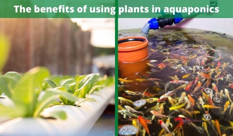 benefits of using plants in aquaponics