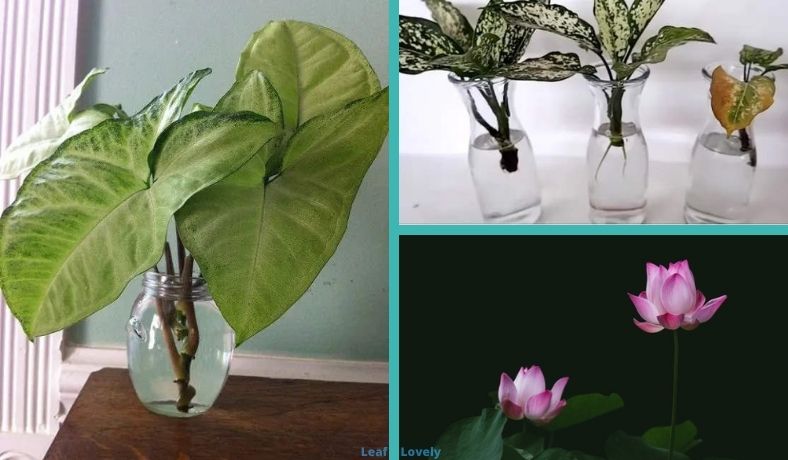 best aquatic house plants featured image