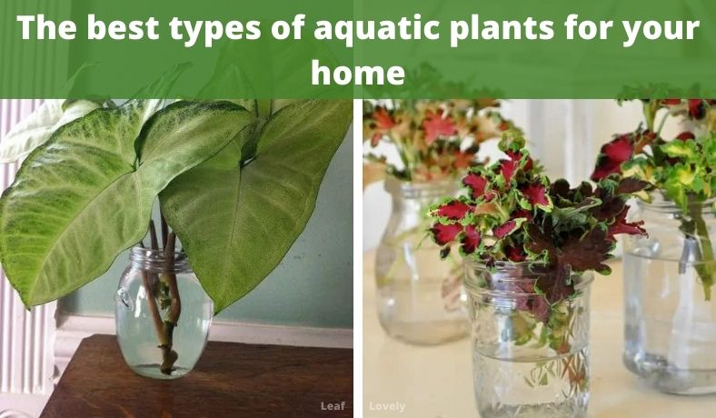 best types of aquatic plants for your home