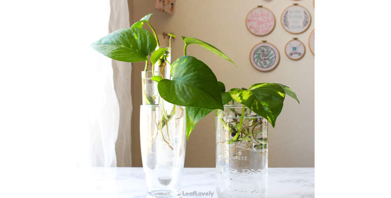 Devi's Ivy plant in water example
