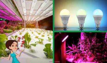Do LED Lights Help Plants Grow?