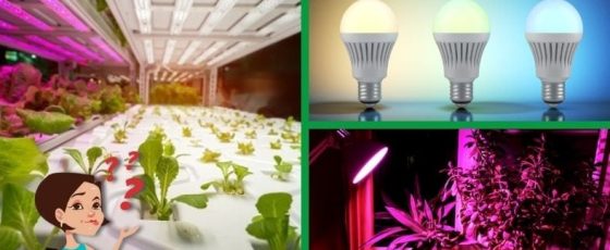Do LED Lights Help Plants Grow?