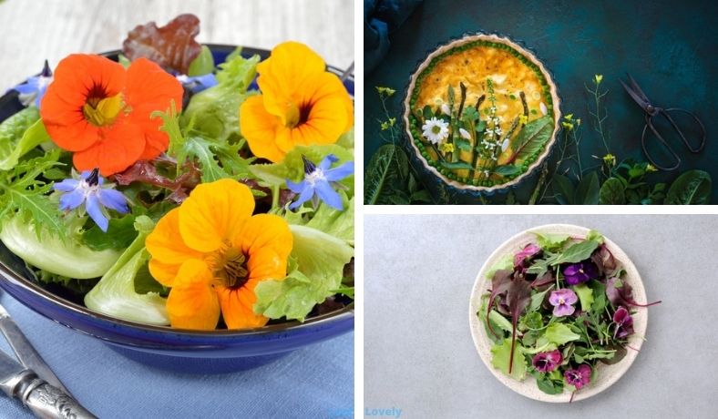 growing edible flowers indoors main image