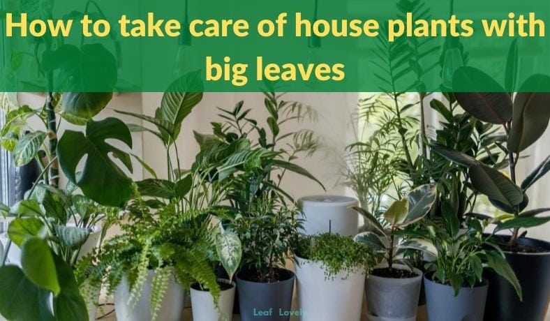 how to take care of house plants with big leaves