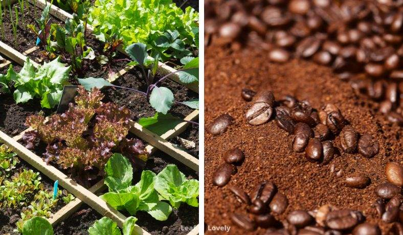 list of house plants that like coffee grounds