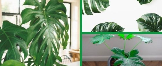 Houseplants With Big Leaves (List And Info Guide)