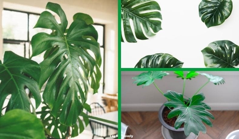 list of houseplants with big leaves featured image