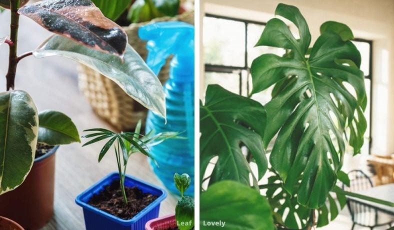 list of houseplants with big leaves