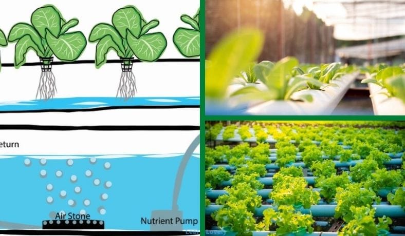 list of plants for aquaponics featured image