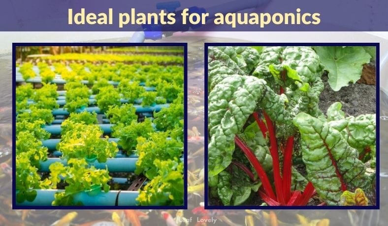 list of plants that are ideal for aquaponics
