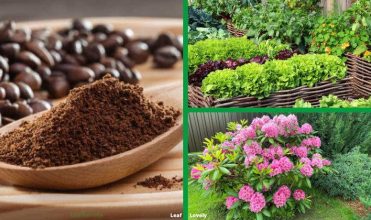 A List Of House Plants That Like Coffee Grounds