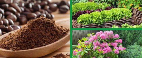A List Of House Plants That Like Coffee Grounds