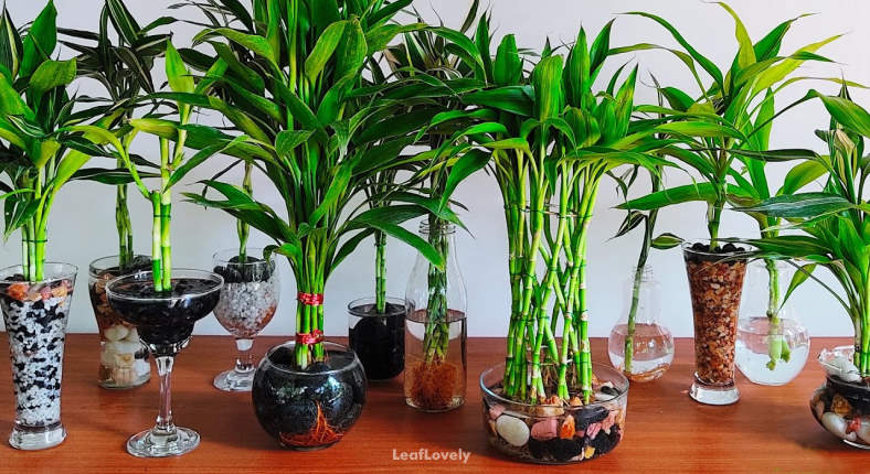 Lucky bamboo plants in water example
