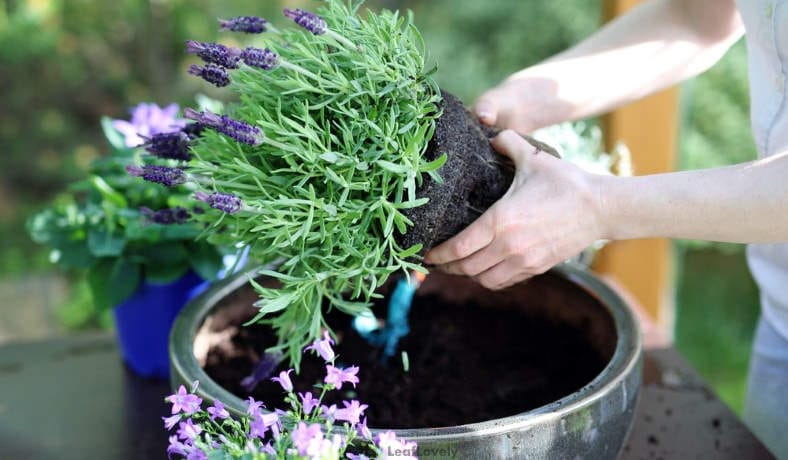 man working on plant soil in pot