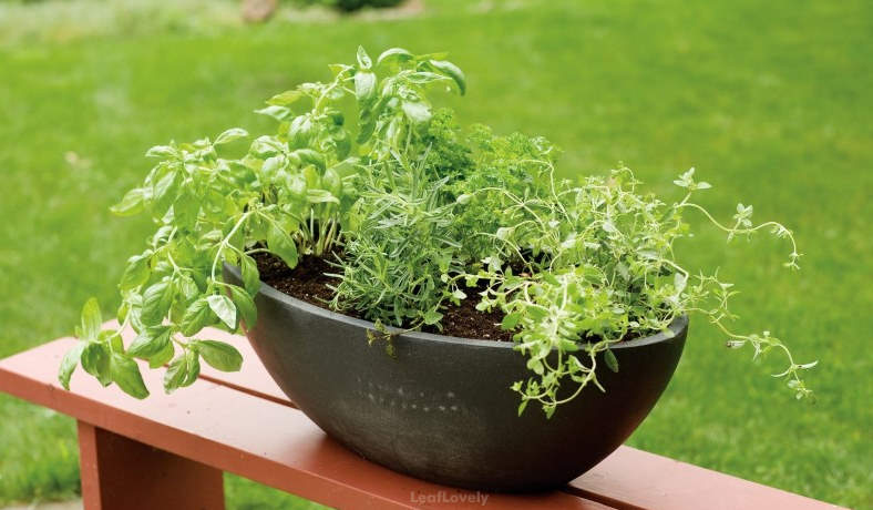 multiple plants in single pot example