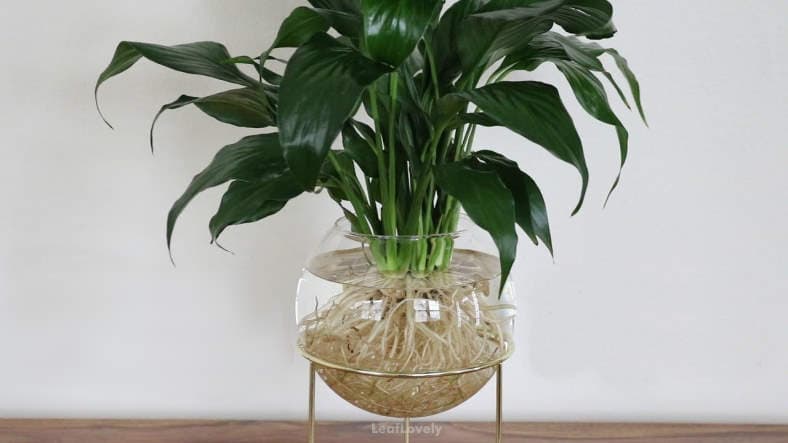 peace lilly plant in water example