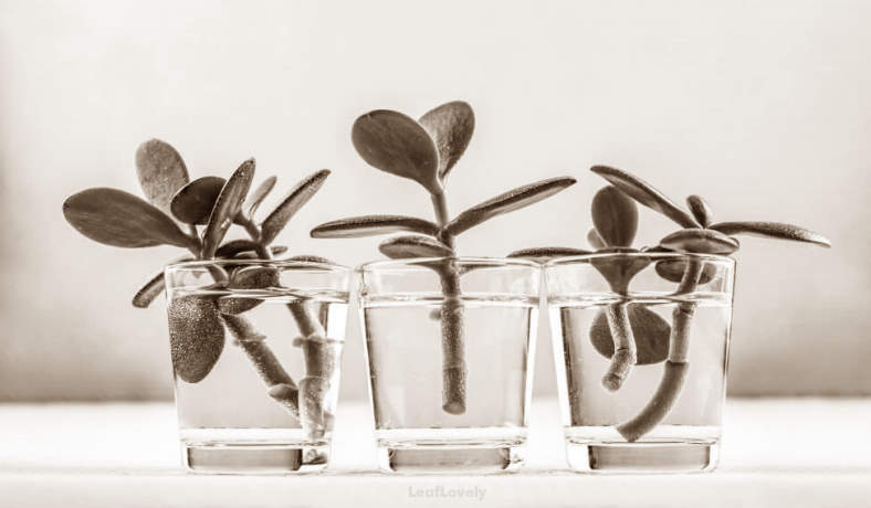 rubber tree plants in water example