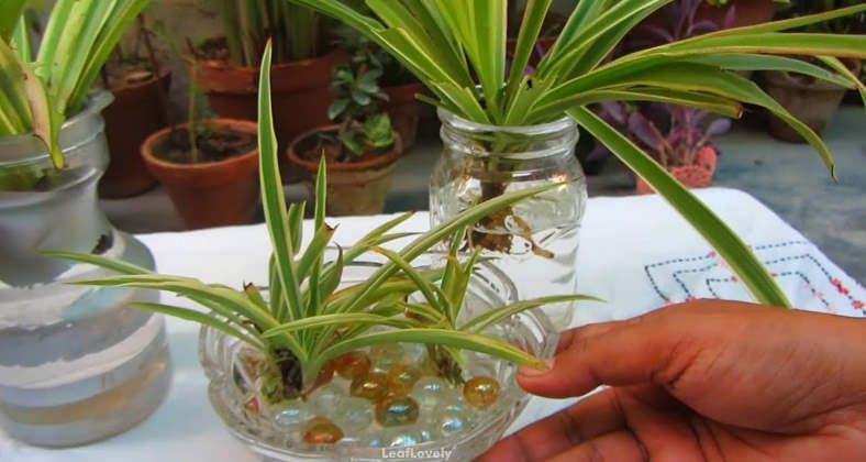 spider plant in water example