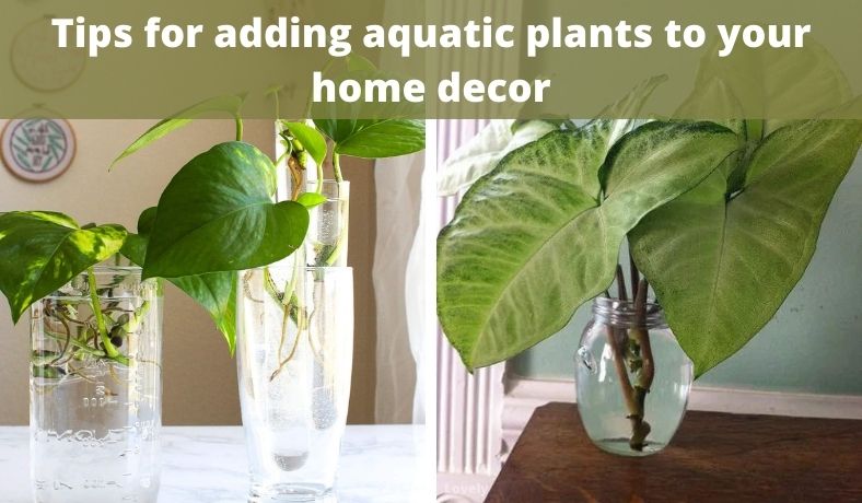 tips for adding aquatic plants to your home decor