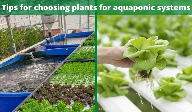 tips for choosing the right plants for aquaponics systems