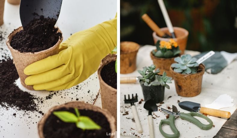 using coffee grounds as plant fertilizer