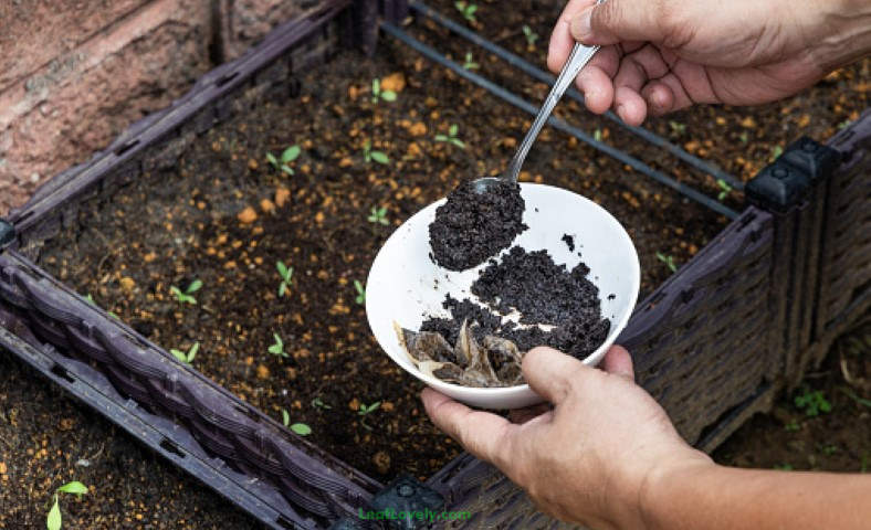 using coffee grounds with plants example image
