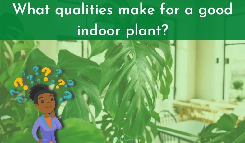 what qualities make for a good indoor plant