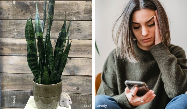 when to worry about your snake plants health