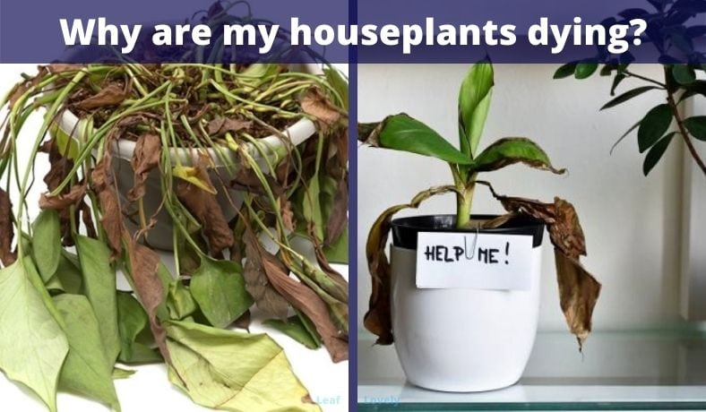 why are my indoor plants dying