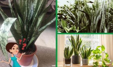 Why Do Snake Plant Leaves Curl Inward?