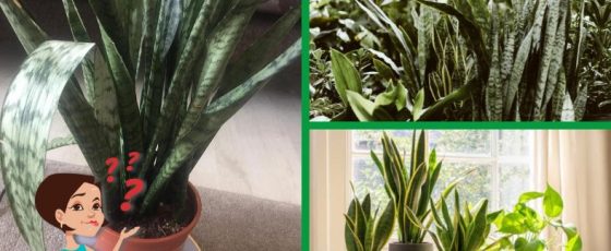 Why Do Snake Plant Leaves Curl Inward?