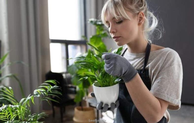 woman caring for indoor plant