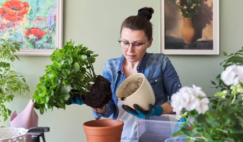 woman changing indoor plant flowerpot